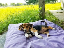 Load image into Gallery viewer, Nesting Dog Bed