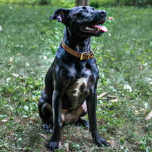 Load image into Gallery viewer, Black Labrador wearing a leather dog collar from Fireside Hound sitting outside in the grass
