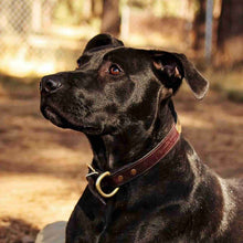 Load image into Gallery viewer, Black Labrador wearing a leather dog collar from Fireside Hound, laying on a dog bed outside