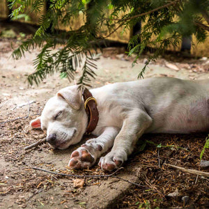 Puppy wearing a Fireside Hound leather dog collar sleeping under a bush