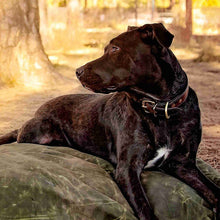 Load image into Gallery viewer, Black Labrador wearing a leather dog collar from Fireside Hound, laying on a dog bed outside