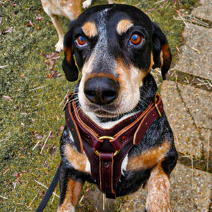 Dog Harness | Sheepskin | Leather Dog Collar