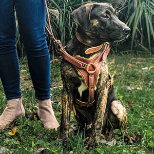 Dog Harness | Sheepskin | Leather Dog Collar