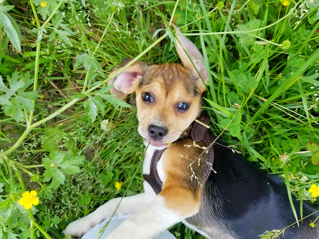 Small Dog Harness | Leather Dog Collar - COMING SOON!