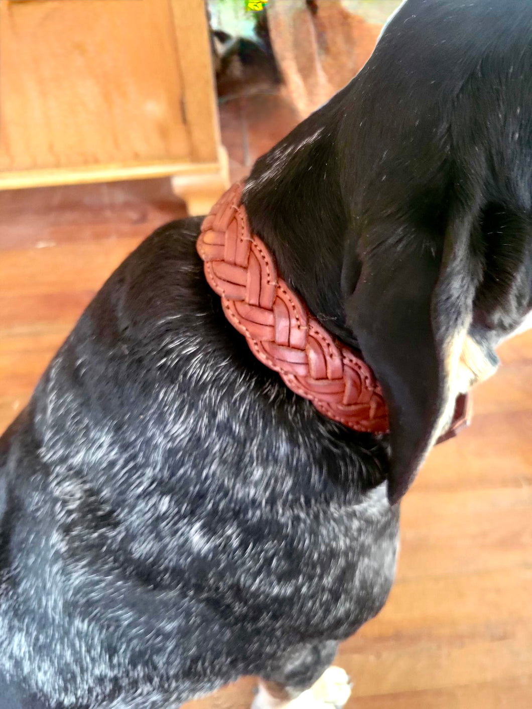 The Hamilton - Braided and Stitched Dog Collar