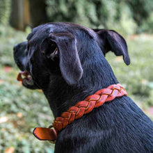 Load image into Gallery viewer, Braided Leather Dog Collar
