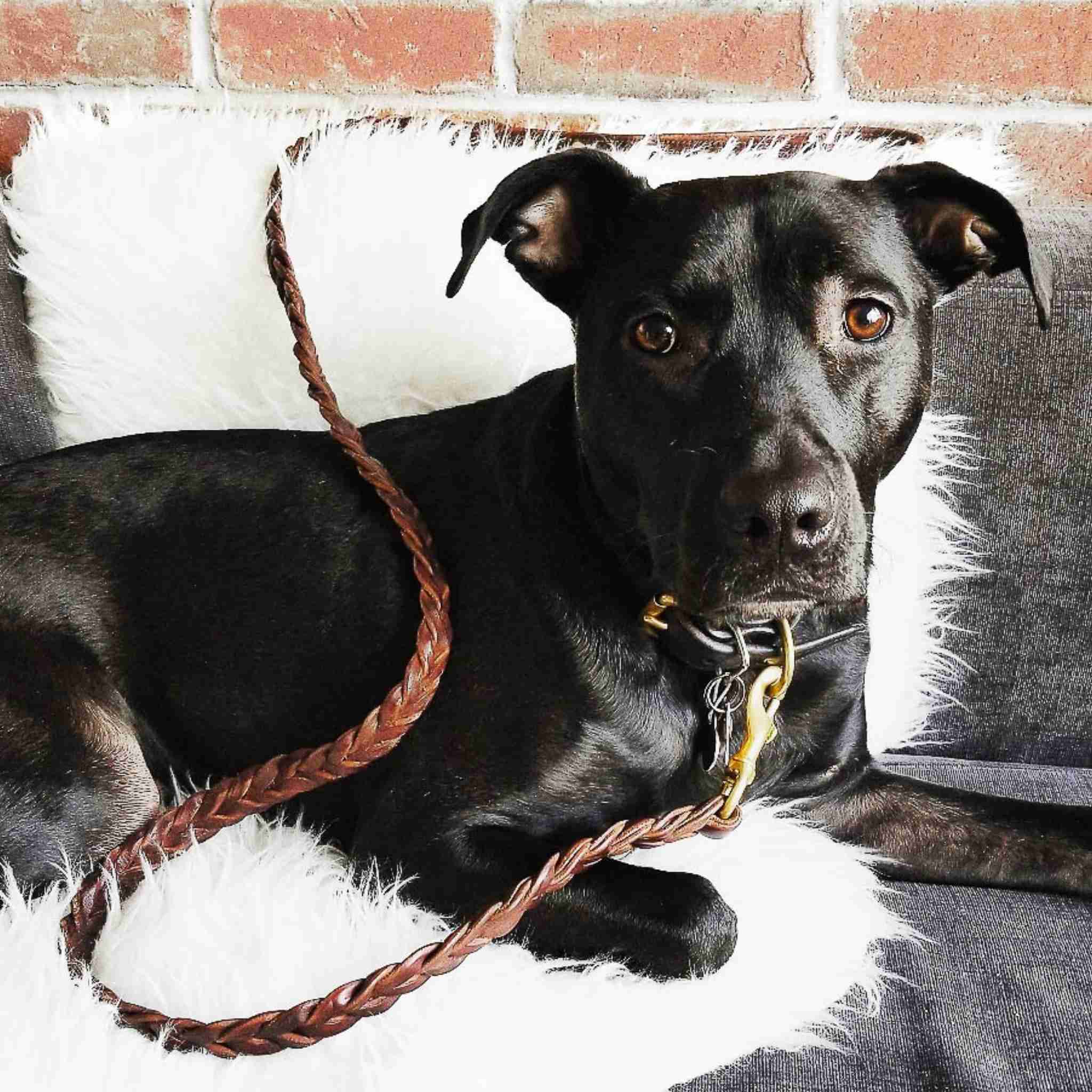 Braided Leather - Dog Collar - Dog Lead