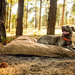 Cane Corso dog on a brown large dog bed outside