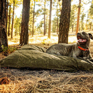 Cane Corso dog on a green large dog bed outside