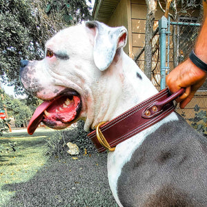American bulldog wearing a fireside hound tactical leather dog collar being held by a hand outside