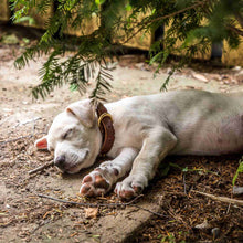 Load image into Gallery viewer, Puppy wearing a Fireside Hound leather dog collar sleeping under a bush
