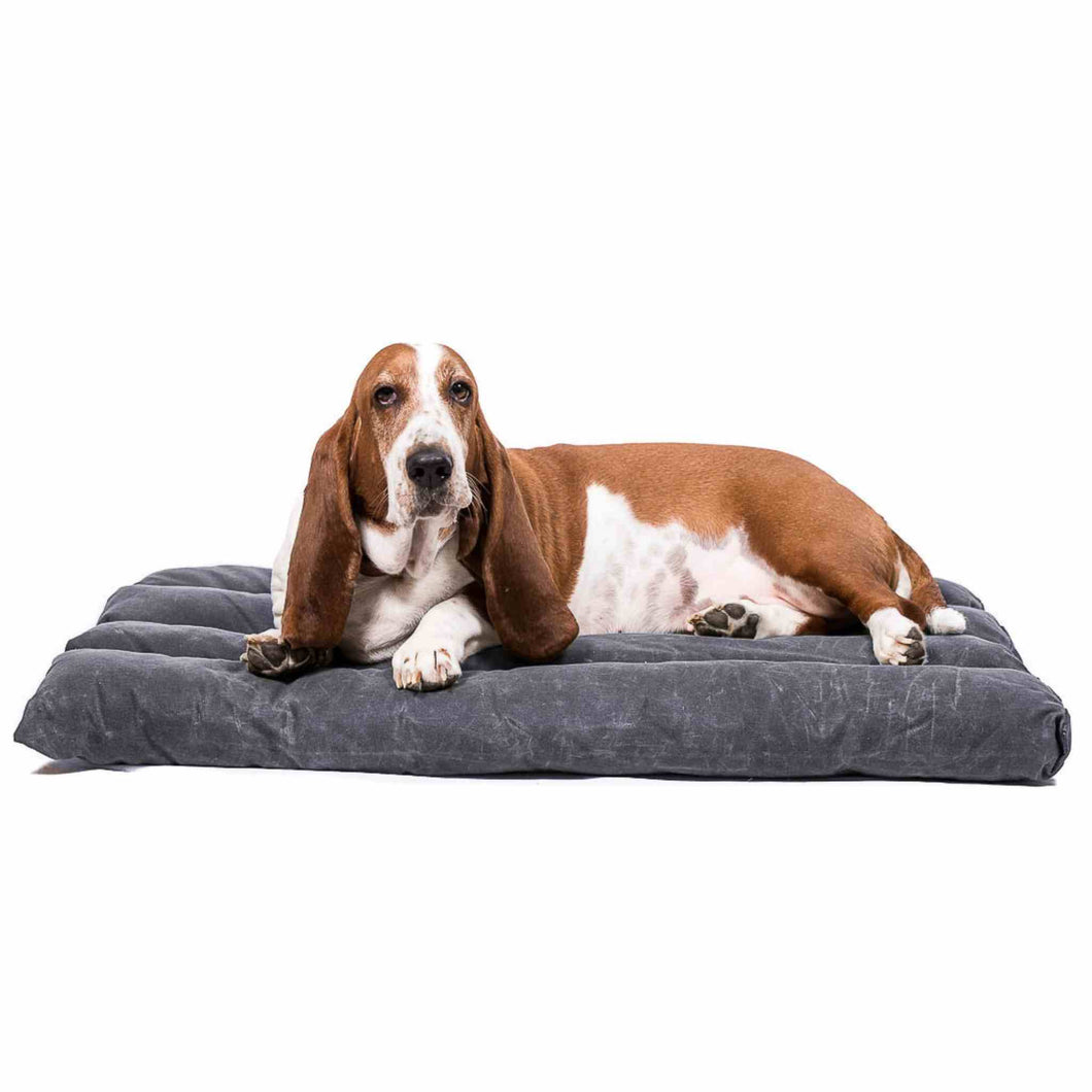Bloodhound dog on a grey dog crate bed on a white background.
