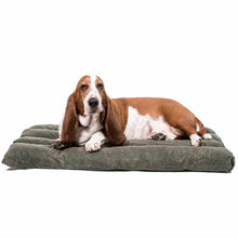 Load image into Gallery viewer, Bloodhound dog on a green dog crate pad on a white background.
