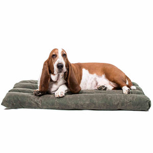 Bloodhound dog on a green dog crate pad on a white background.