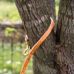 Hands-free leather dog leash from fireside hound attached to a tree