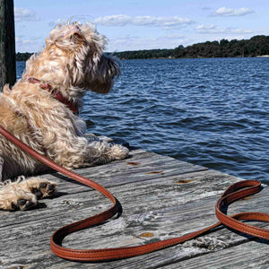Golden doodle laying on a pier with a fireside hound stitched leather dog leash in the foreground