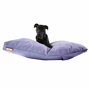 Black Labrador on a purple large dog bed on a white background.