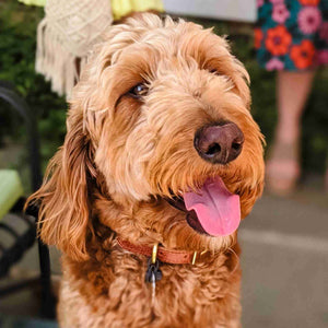 Golden doodle wearing a fireside hound dog collar outside