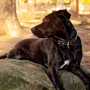 Black Labrador wearing a leather dog collar from Fireside Hound, laying on a dog bed outside
