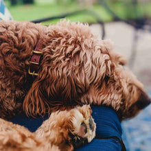 Load image into Gallery viewer, Golden doodle wearing a fireside hound dog collar and sleeping outside
