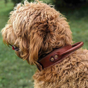 Golden doodle wearing a tactical leather dog collar from Fireside Hound